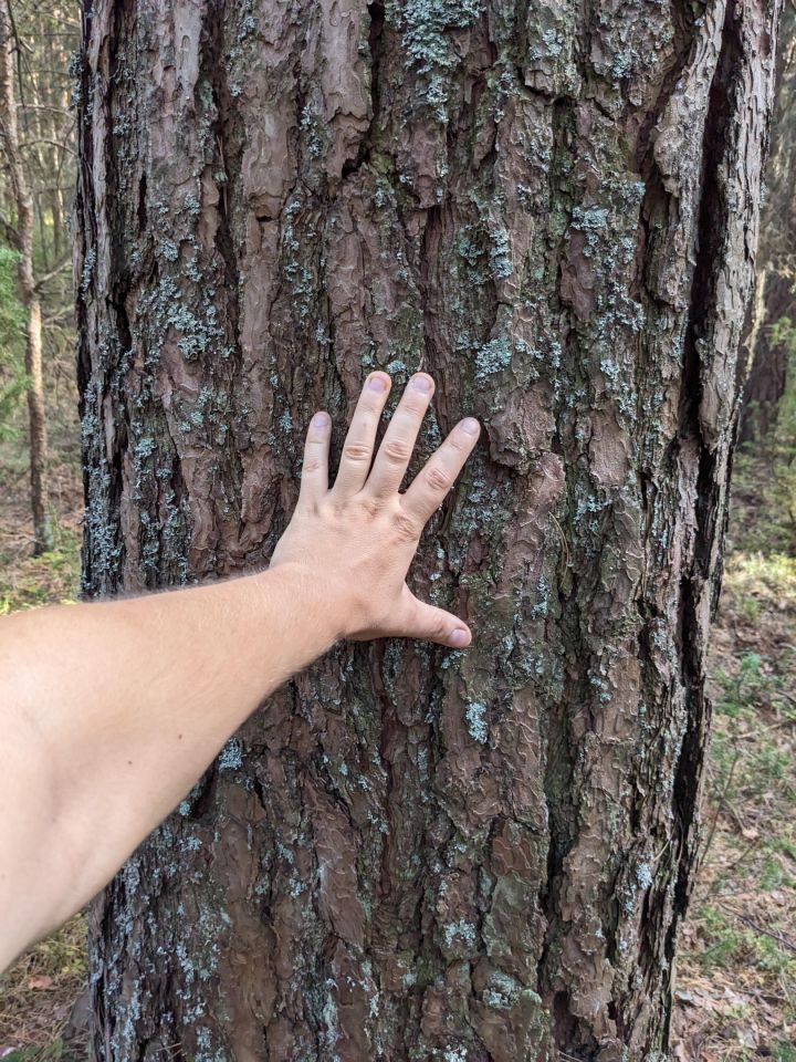 Działka leśna Januszewice. Zdjęcie 10