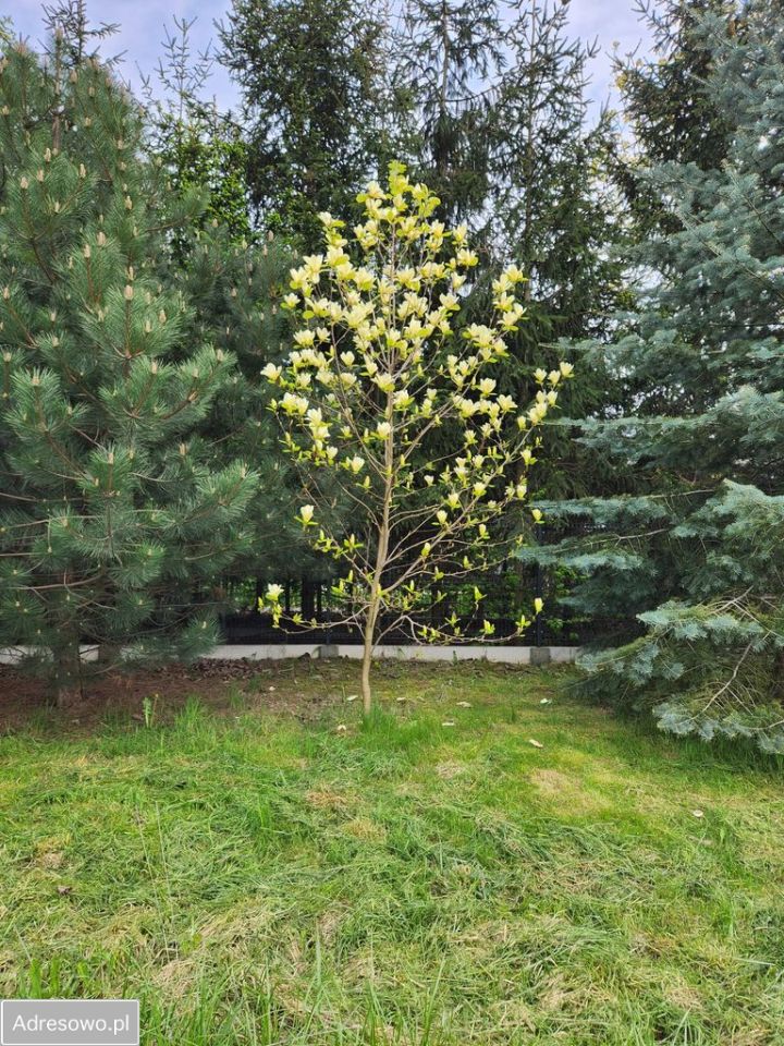 Działka inwestycyjna Warszawa Wilanów, ul. Syta. Zdjęcie 3