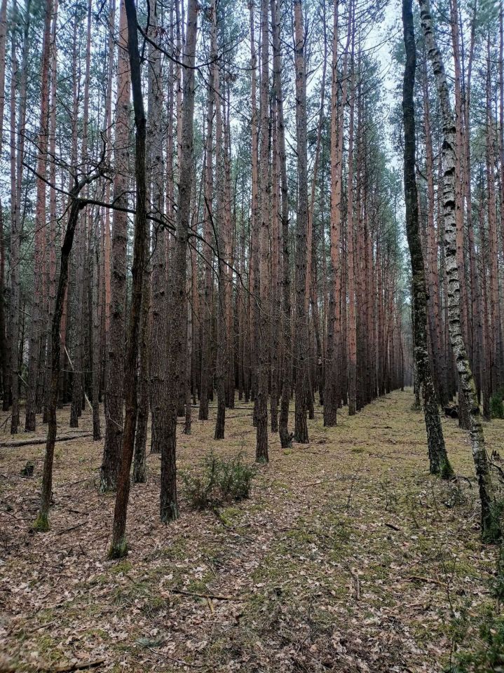 Działka leśna Jamborek. Zdjęcie 6