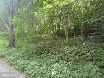 Działka budowlana Łapino. Zdjęcie 3