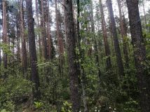 Działka leśna Jastrzębna Druga. Zdjęcie 1