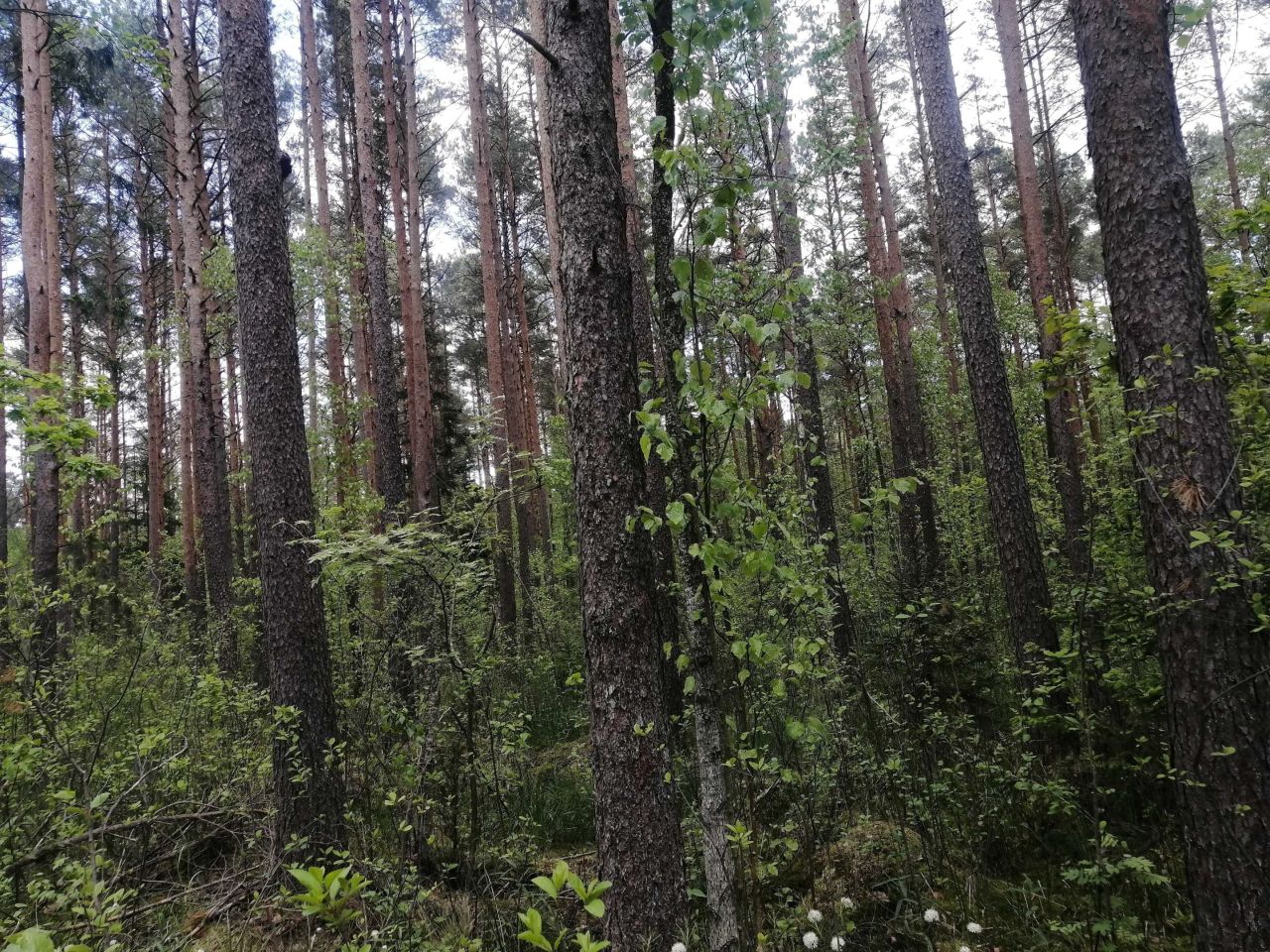 Działka leśna Jastrzębna Druga. Zdjęcie 2