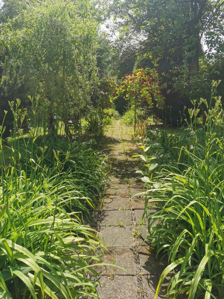 Działka rod Gliwice Trynek, ul. Góry Chełmskiej. Zdjęcie 7