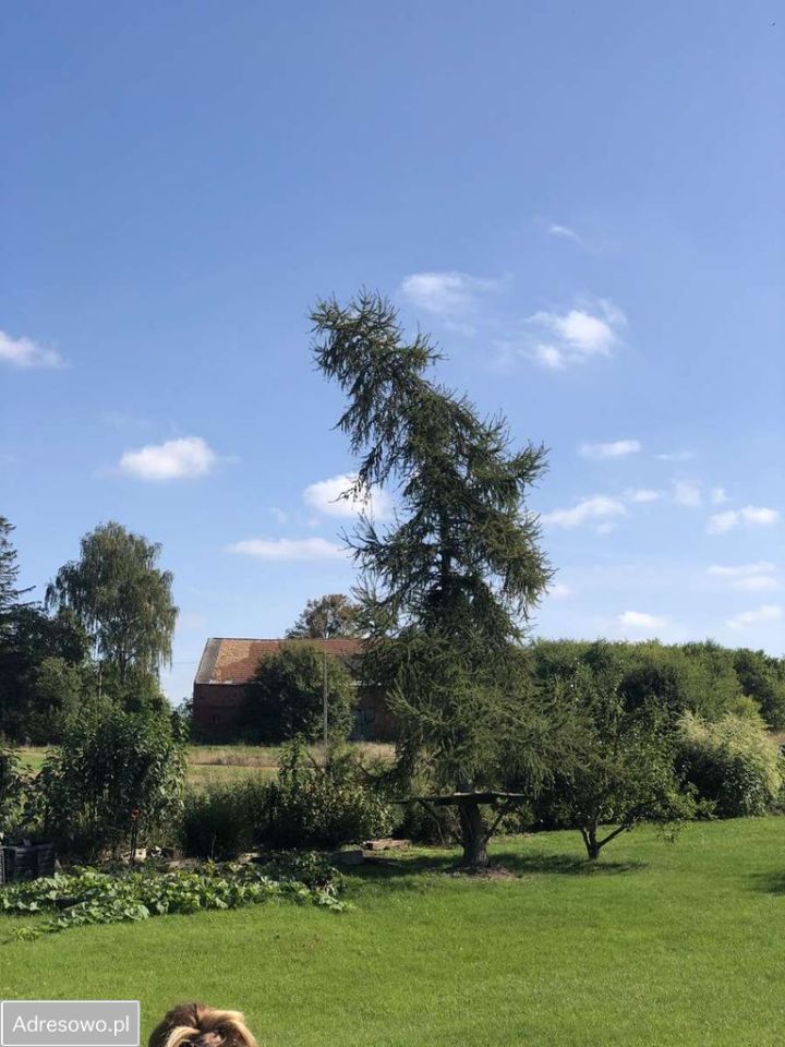 Działka budowlana Wolny Dwór. Zdjęcie 3