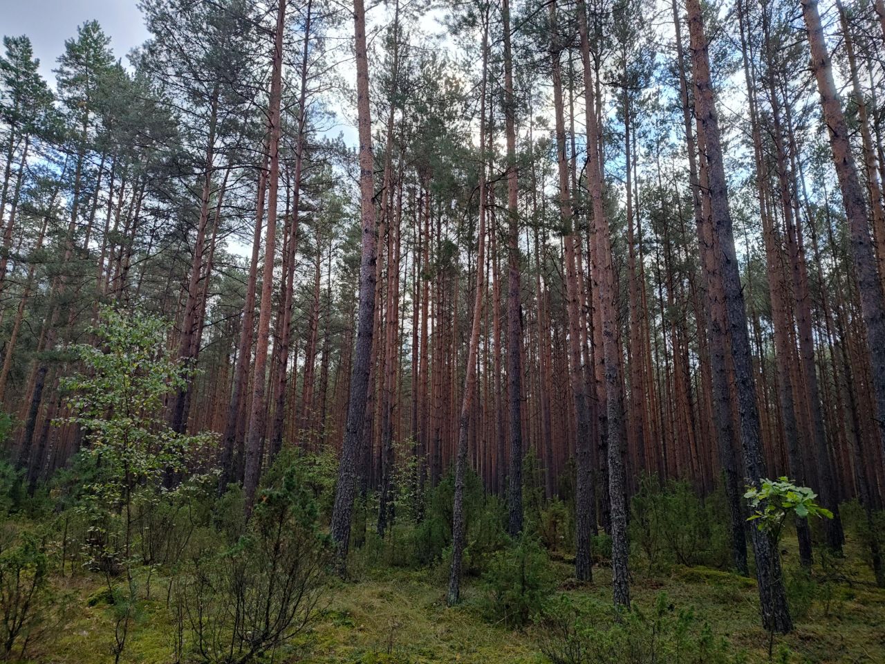 Działka leśna Lipniak-Majorat. Zdjęcie 8