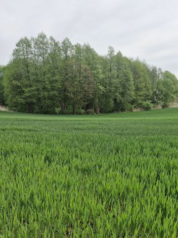 Działka budowlana Nowe Proboszczewice, ul. Cisowa. Zdjęcie 1