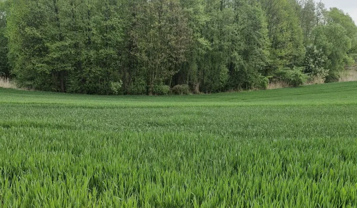 Działka budowlana Nowe Proboszczewice, ul. Cisowa