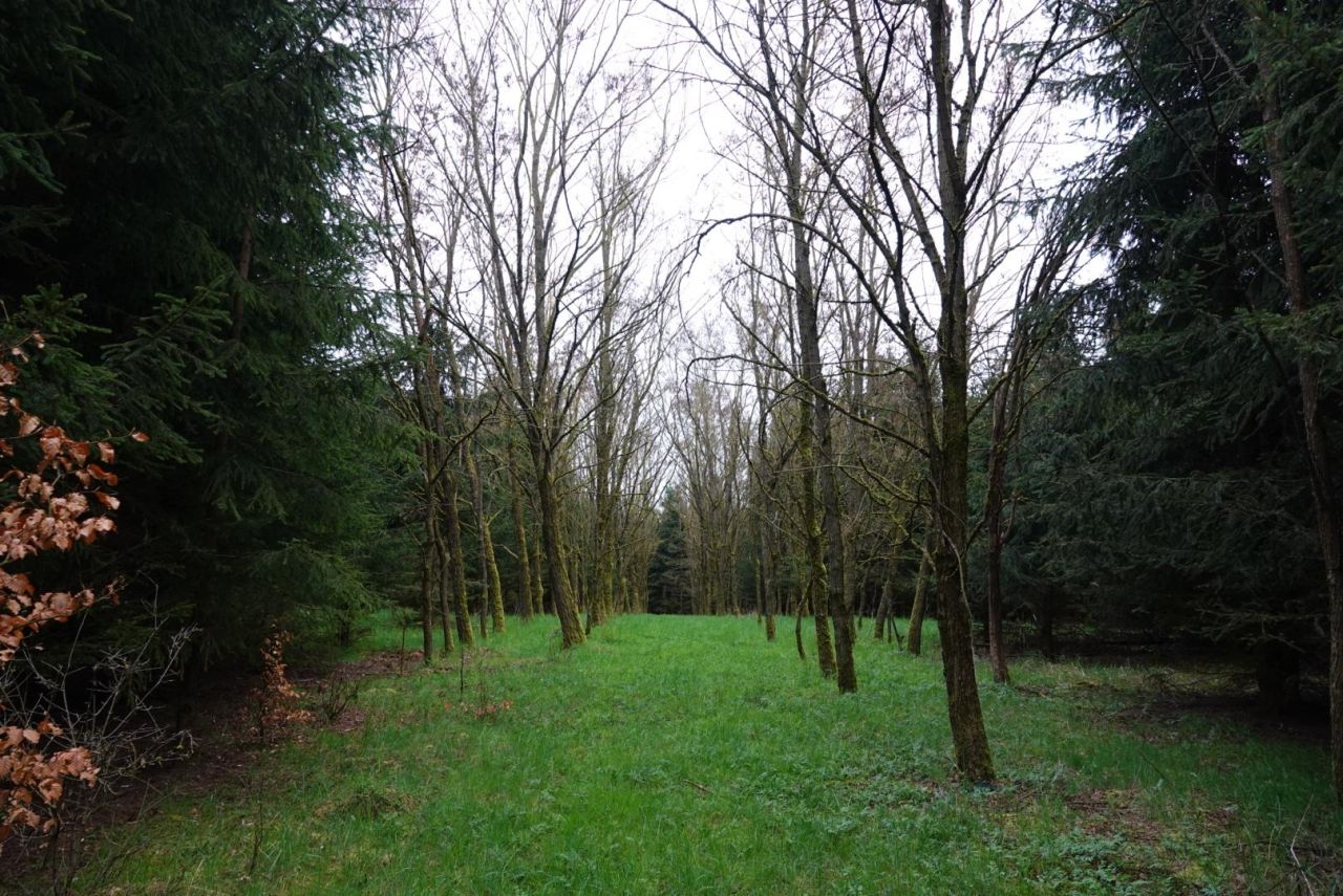 Działka leśna Ostrowice. Zdjęcie 3