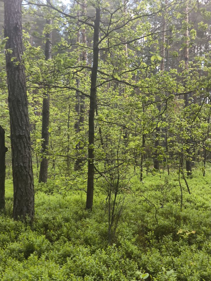 Działka leśna Stanowiska. Zdjęcie 12