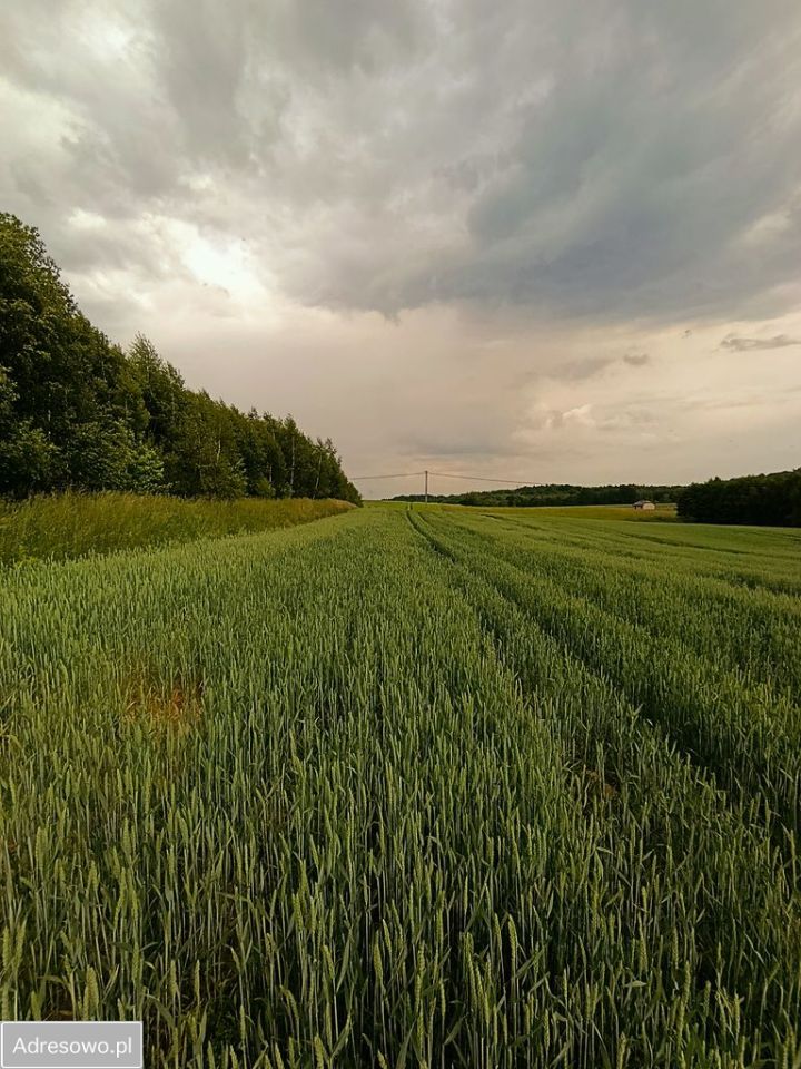 Działka budowlana Gwizd. Zdjęcie 3