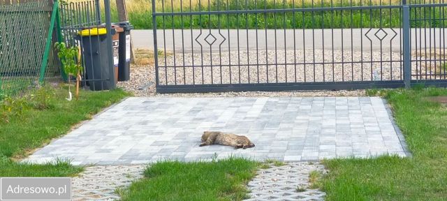 bliźniak, 4 pokoje Łabapa. Zdjęcie 17