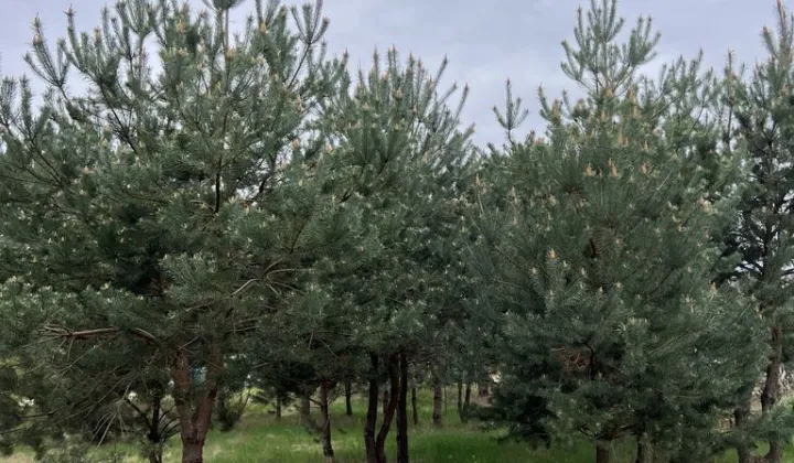Działka inwestycyjna Koczargi Stare, ul. Jagodowa