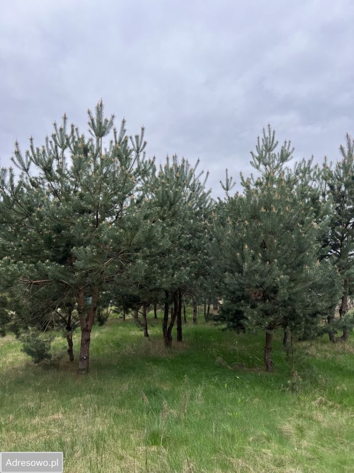 Działka inwestycyjna Koczargi Stare, ul. Jagodowa. Zdjęcie 1