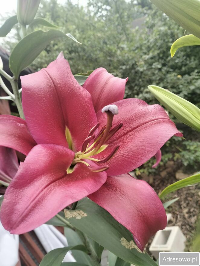 Działka rod Płock Radziwie. Zdjęcie 6