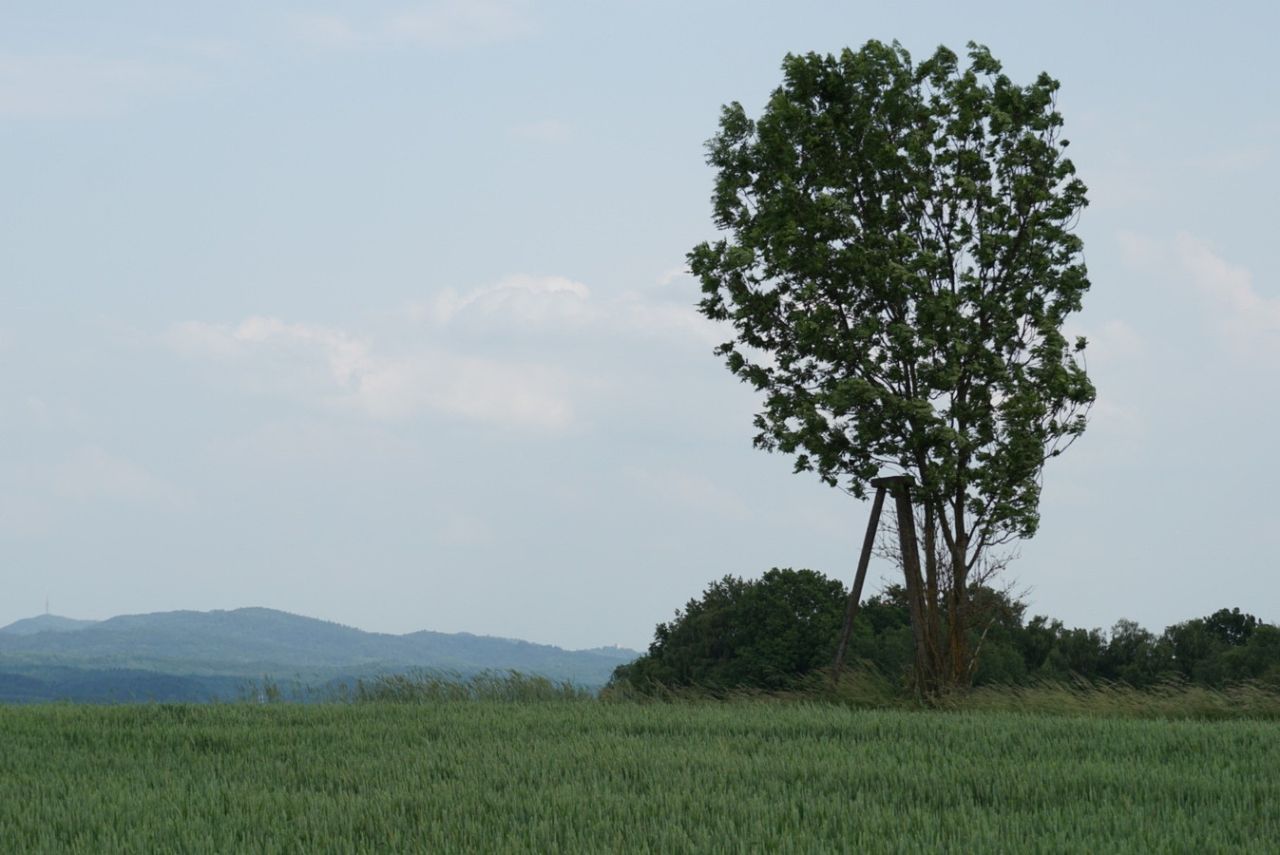 Działka budowlana Przybówka. Zdjęcie 9