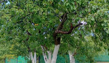 Działka rod Warszawa Mokotów, ul. Idzikowskiego