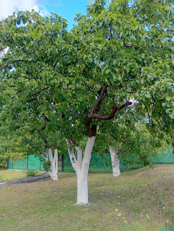 Działka rod Warszawa Mokotów, ul. Idzikowskiego. Zdjęcie 2