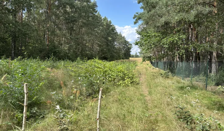 Działka inna Sokolniki