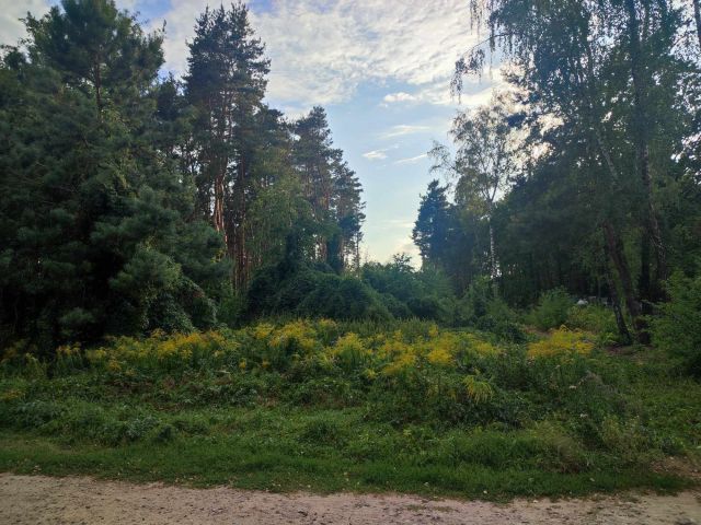 Działka leśna Kady, ul. Hetmańska. Zdjęcie 1