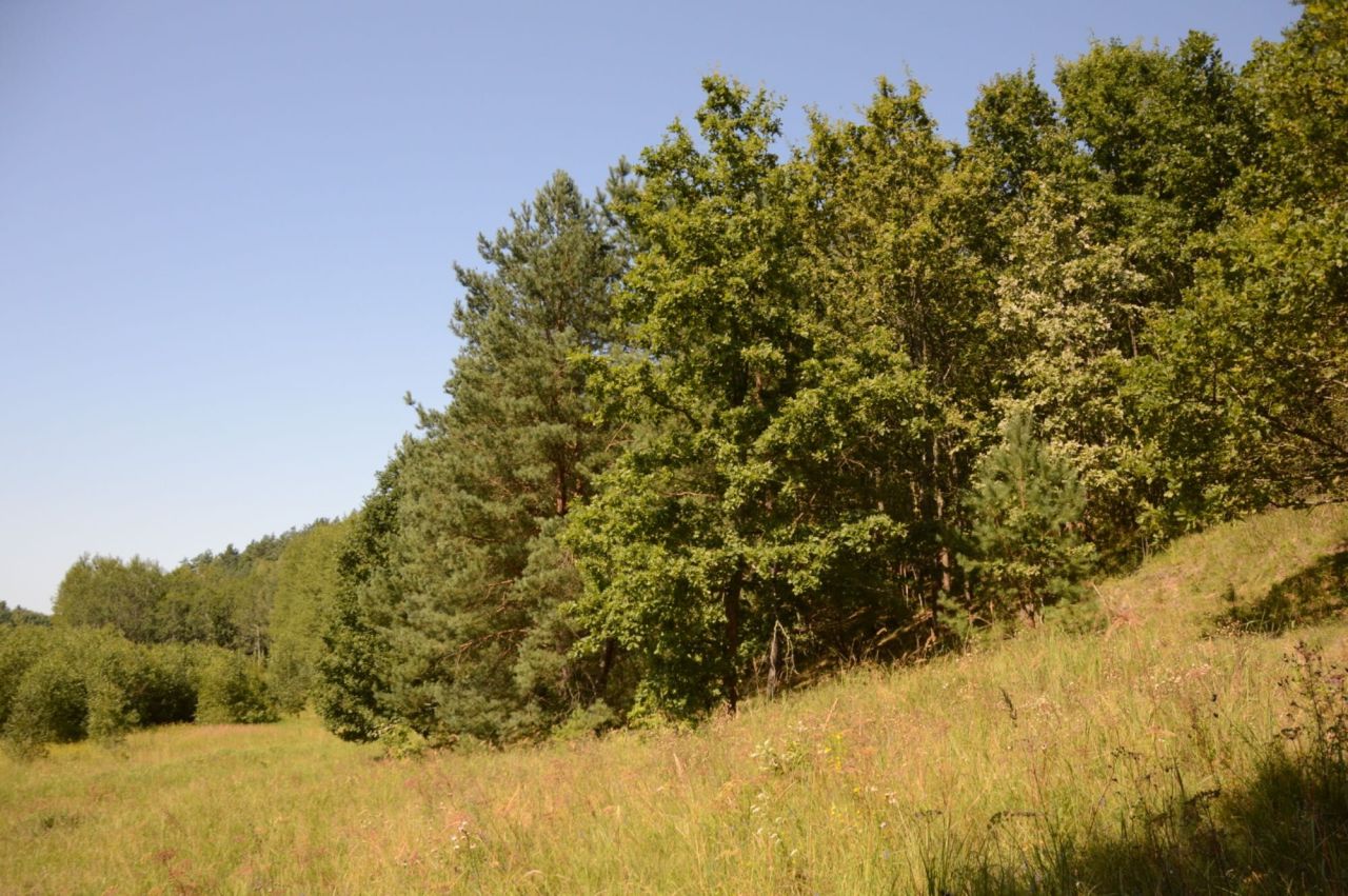 Działka leśna Łaniewo. Zdjęcie 2