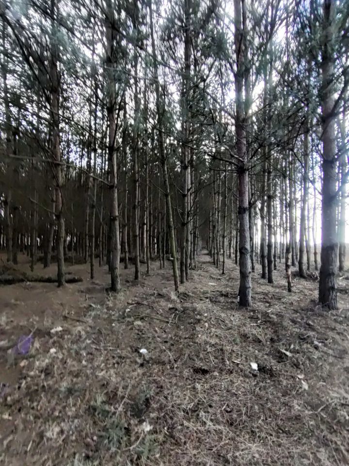 Działka leśna Wilczkowo. Zdjęcie 3