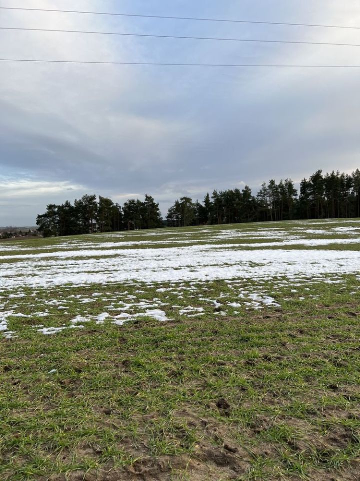 Działka rolno-budowlana Rajkowy. Zdjęcie 6