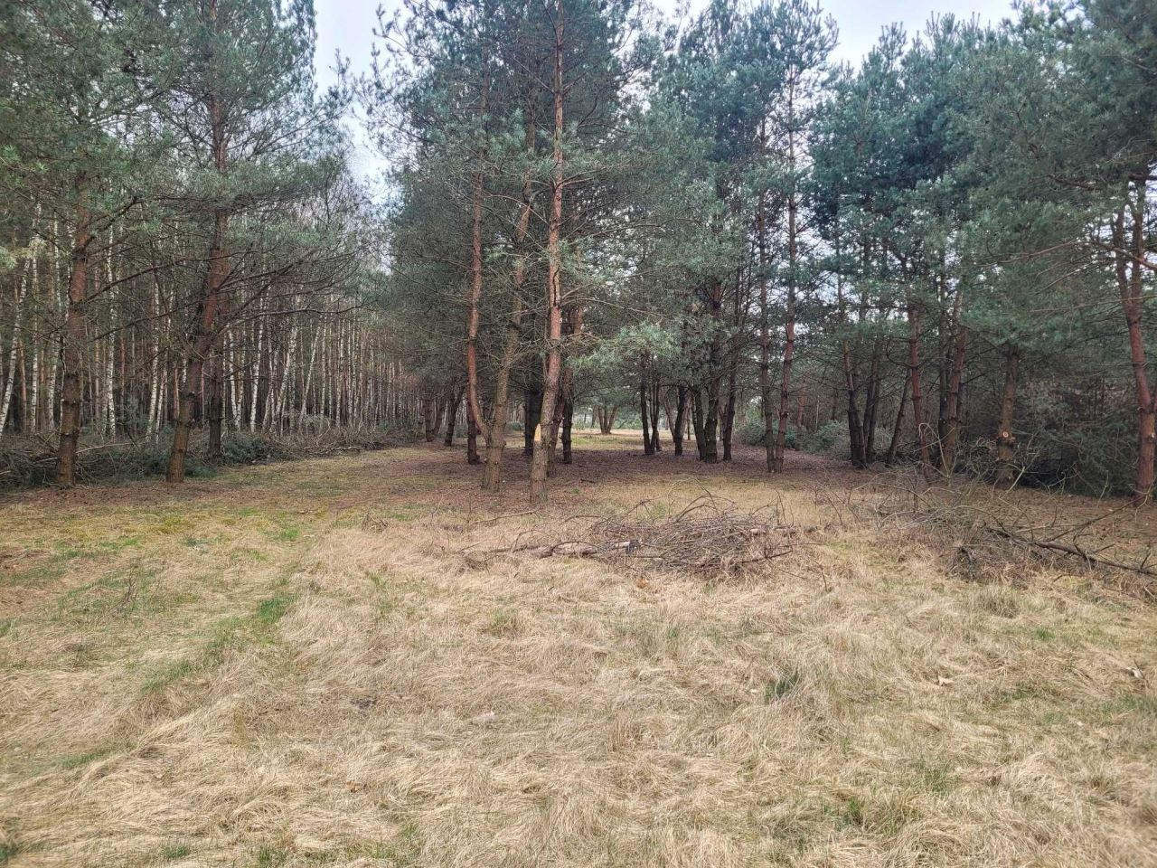 Działka rolno-budowlana Jesionka. Zdjęcie 6