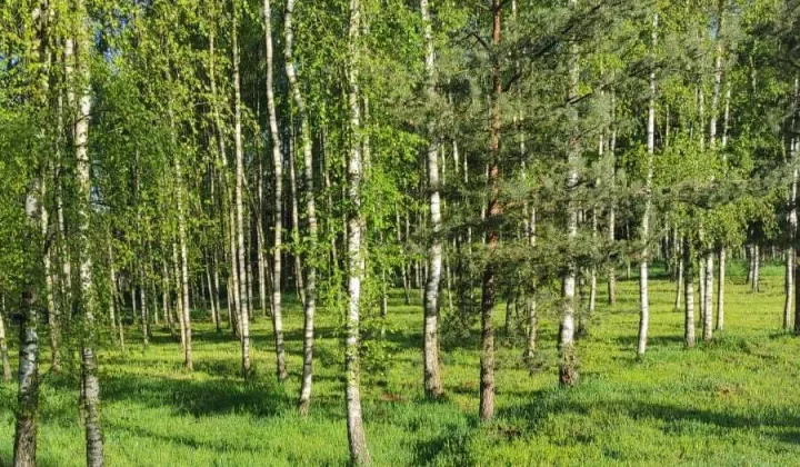 Działka budowlana Witków