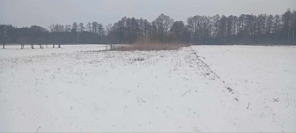 Działka rolno-budowlana Korzeń. Zdjęcie 3