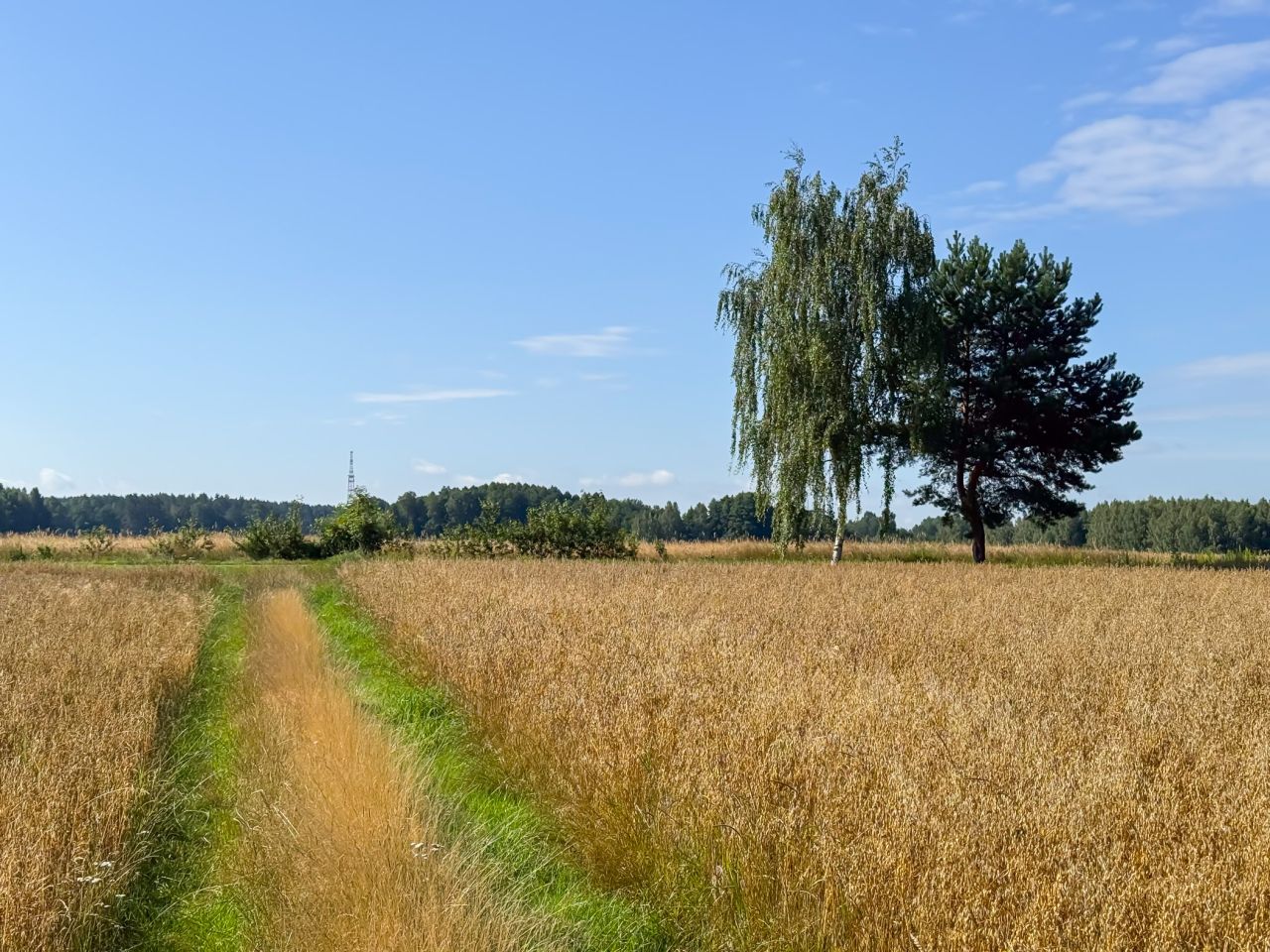Działka budowlana Rudzienko. Zdjęcie 3
