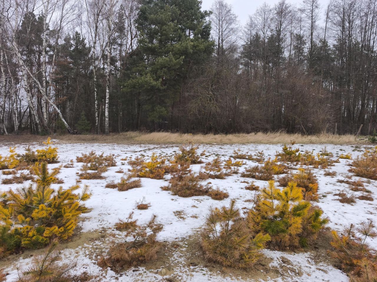 Działka rolno-budowlana Gorzewo, Brak. Zdjęcie 4