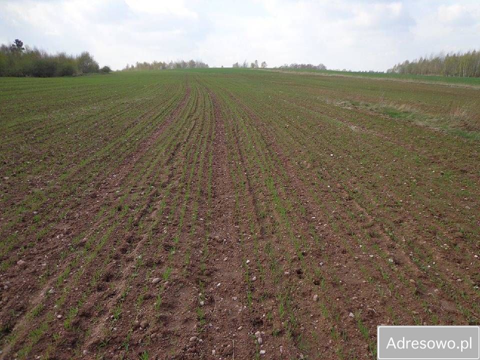 Działka rolna Niwnice. Zdjęcie 10