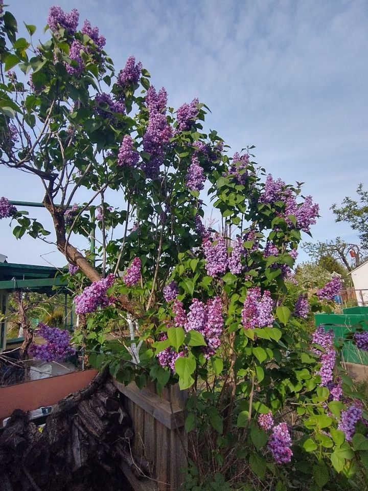 Działka rod Wrocław Osobowice, ul. Krotoszyńska. Zdjęcie 4