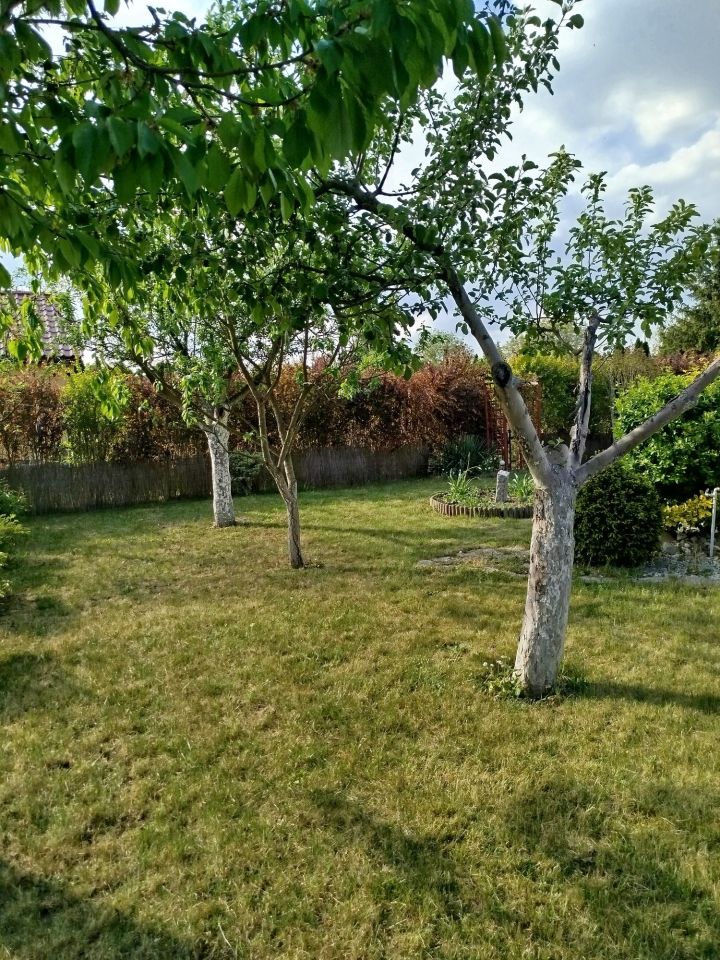 Działka rod Kulów. Zdjęcie 4