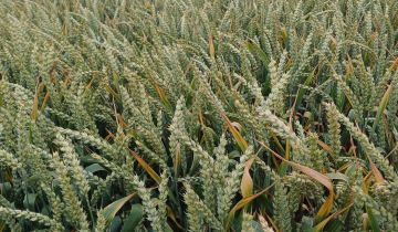 Działka rolna Pietrzwałd