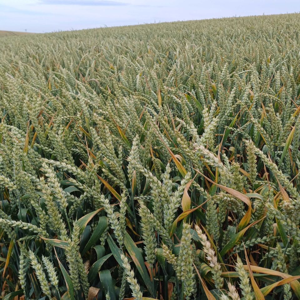 Działka rolna Pietrzwałd. Zdjęcie 2