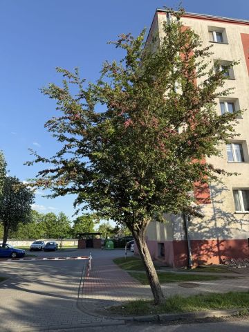 Mieszkanie 2-pokojowe Piła Centrum. Zdjęcie 1