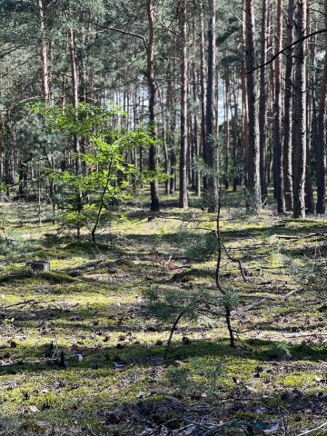 Działka rekreacyjna Wylatkowo, Wylatkowo. Zdjęcie 6