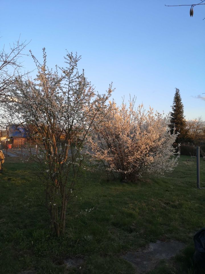 Działka rod Oleśnica, ul. Bolesława Limanowskiego. Zdjęcie 6