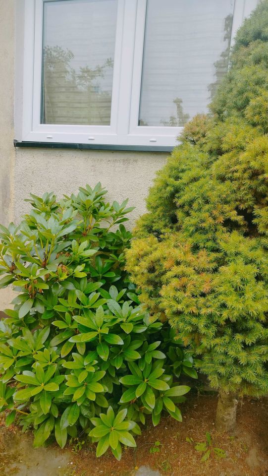 Działka rod Wieluń. Zdjęcie 3