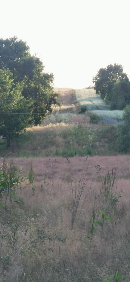 Działka rekreacyjna Bieliny, ul. Mariana Langiewicza. Zdjęcie 4