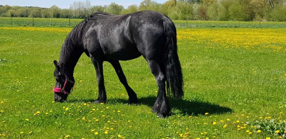 Nieruchomość komercyjna Sady. Zdjęcie 8