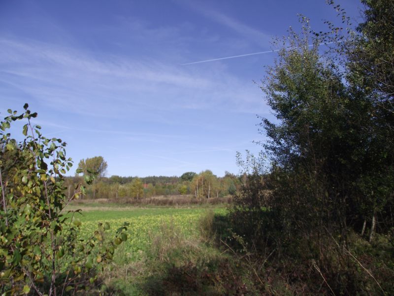 Działka siedliskowa Radomia Orzewo. Zdjęcie 6