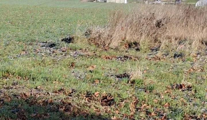 Działka budowlana Skrzatusz