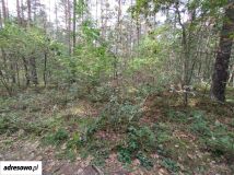 Działka leśna Lublin Zemborzyce, ul. Rosy. Zdjęcie 1