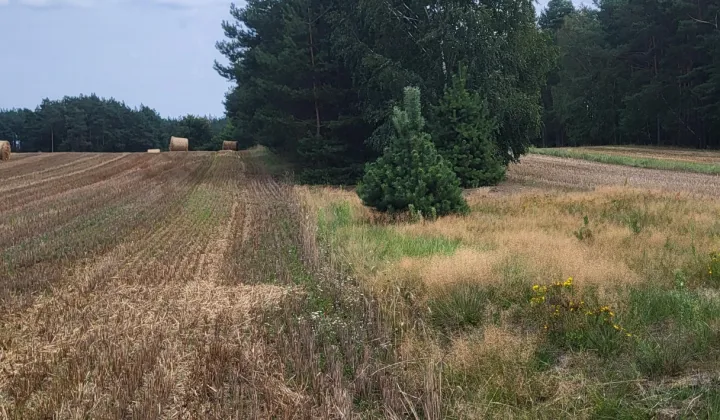 Działka rolna Szulborze Wielkie