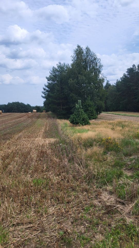 Działka rolna Szulborze Wielkie