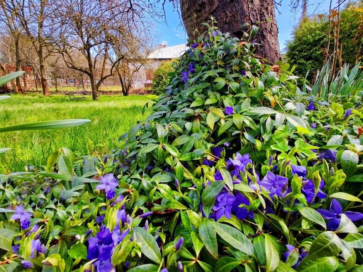 Działka rod Puławy. Zdjęcie 2