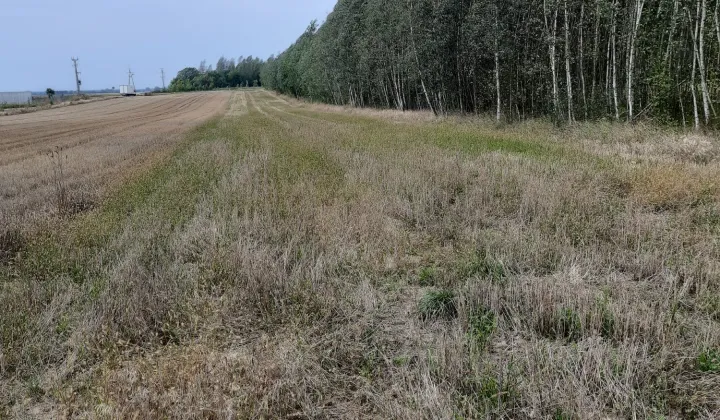 Działka rolna Zbucz