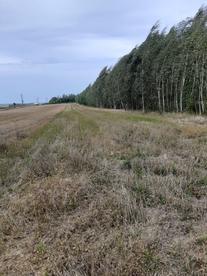 Działka rolna Zbucz